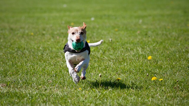 Picture of small dog running towards